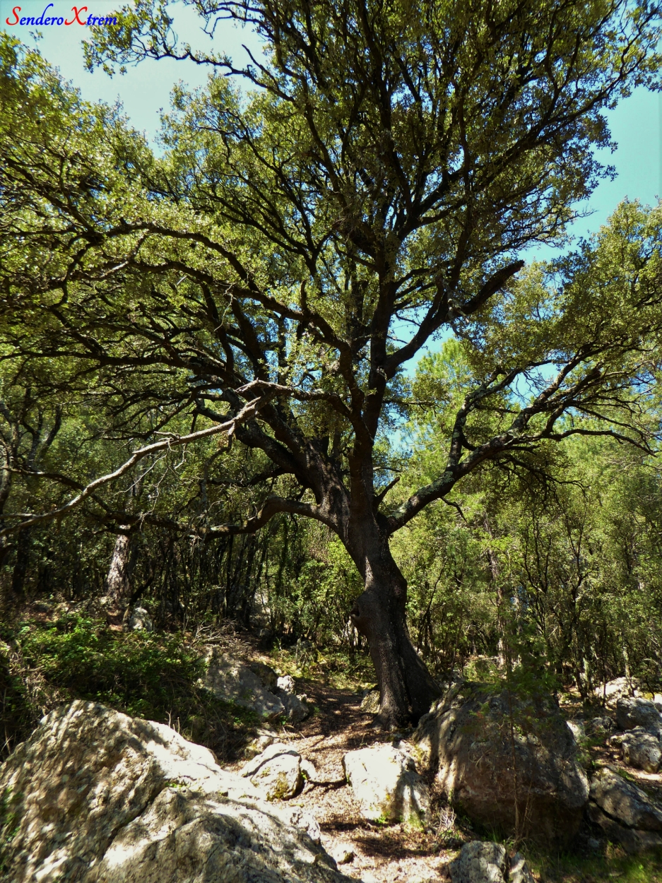 Encina ( Quercus ilex )
