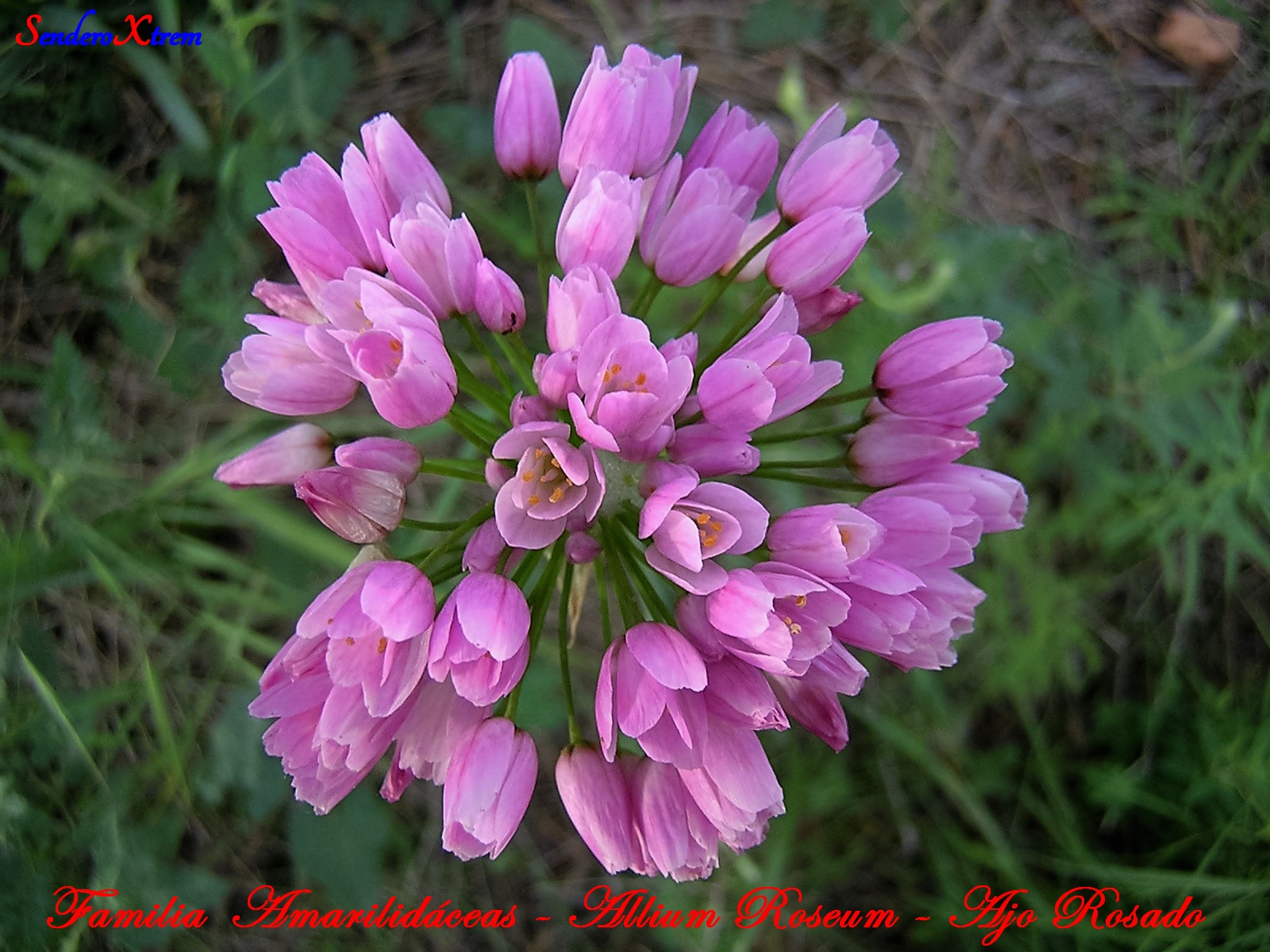Familia Amarilidáceas - Allium Roseum - Ajo Rosado