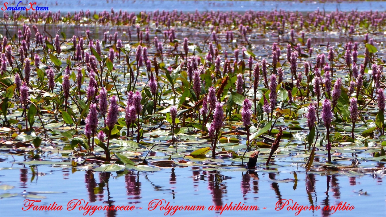 Familia Polygonaceae - Polygonum amphibium -  Poligono anfibio