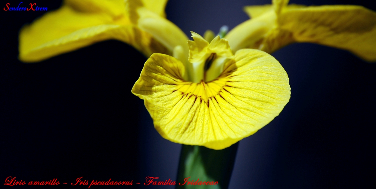 Lirio amarillo – Iris pseudacorus – Familia Iridaceae