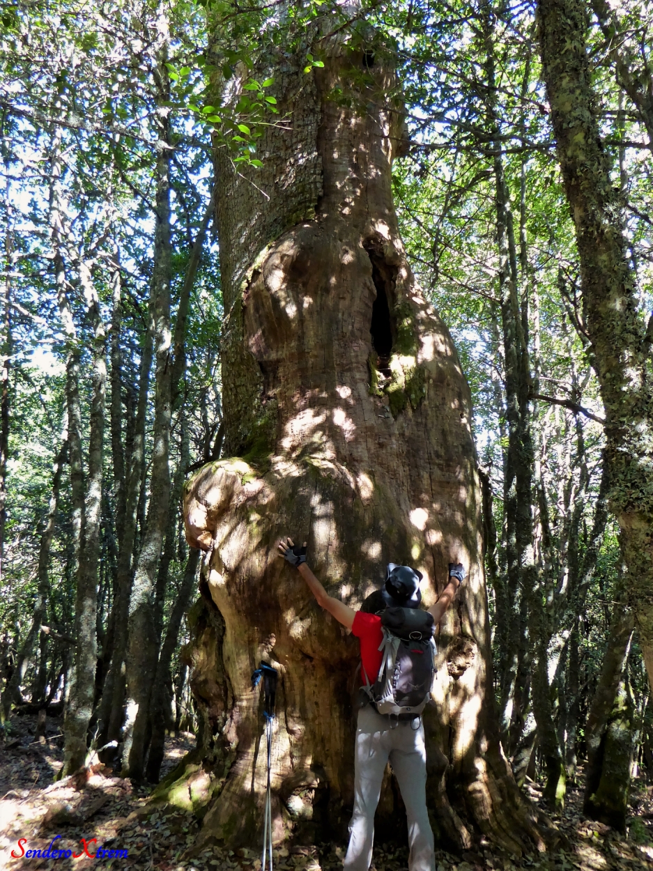 Roble monumental (Quercus)