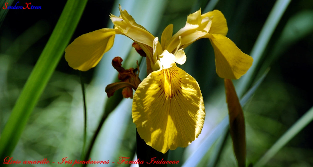 Lirio amarillo - Iris pseudacorus - Familia Iridaceae 