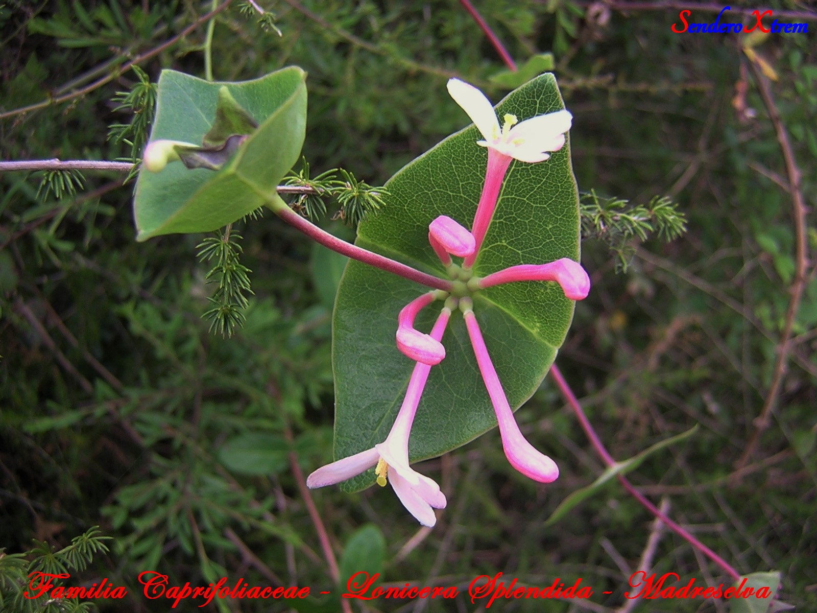 Familia Caprifoliaceae - Lonicera Splendida - Madreselva