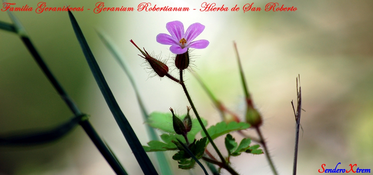 Familia Geraniáceas - Geranium Robertianum - Hierba de San Roberto